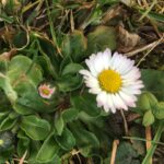 Gänseblümchen mit Blatt und Blüte ideal für die Frühlingswildkräuterküche