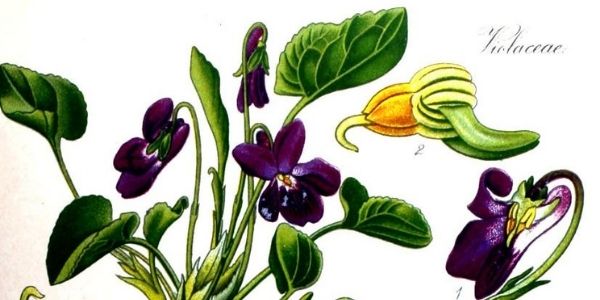 Gezeichnete Veilchen, ideal für die Frühlingsküche