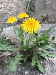 Löwenzahn mit 3 Blüten wächst in Steinlücke und nicht in der Wiese