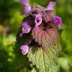 Purpurrote Taubnessel eine elegante Vertreterin in der Frühlingswildkräuter