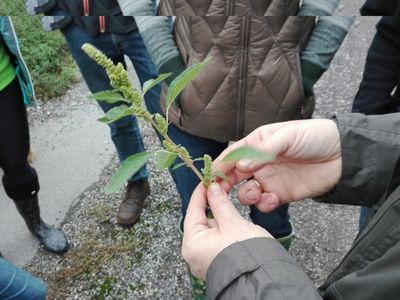 Herbstwanderung mit Fuchsschwanz