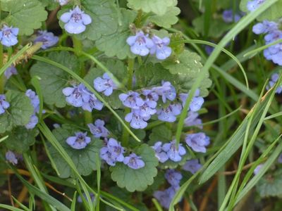 Gundelrebe in der Blüte