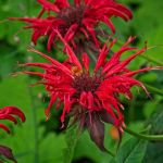 Monardenblüte