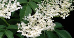 Hollerblüte